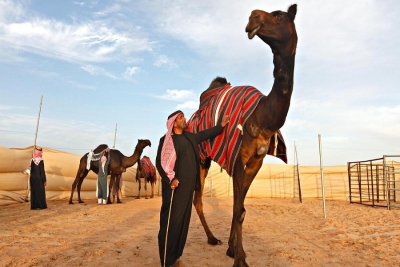 Верблюжий фестиваль Al Dhafra Camel