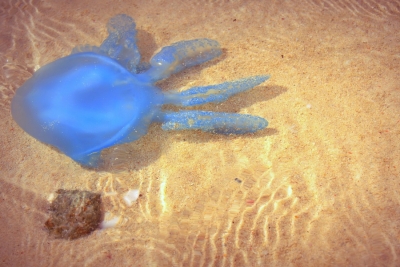 Когда в ОАЭ сезон медуз?