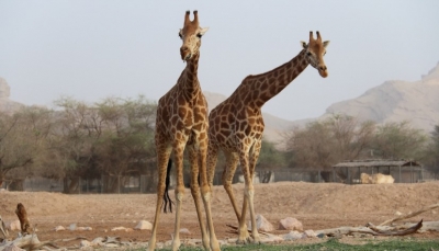 Поездка в зоопарк Аль-Айин
